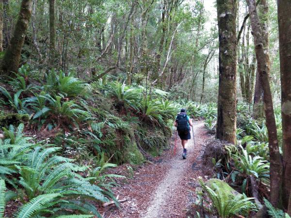 The Old Ghost Road: Fern Forrest Through Remote Valleys