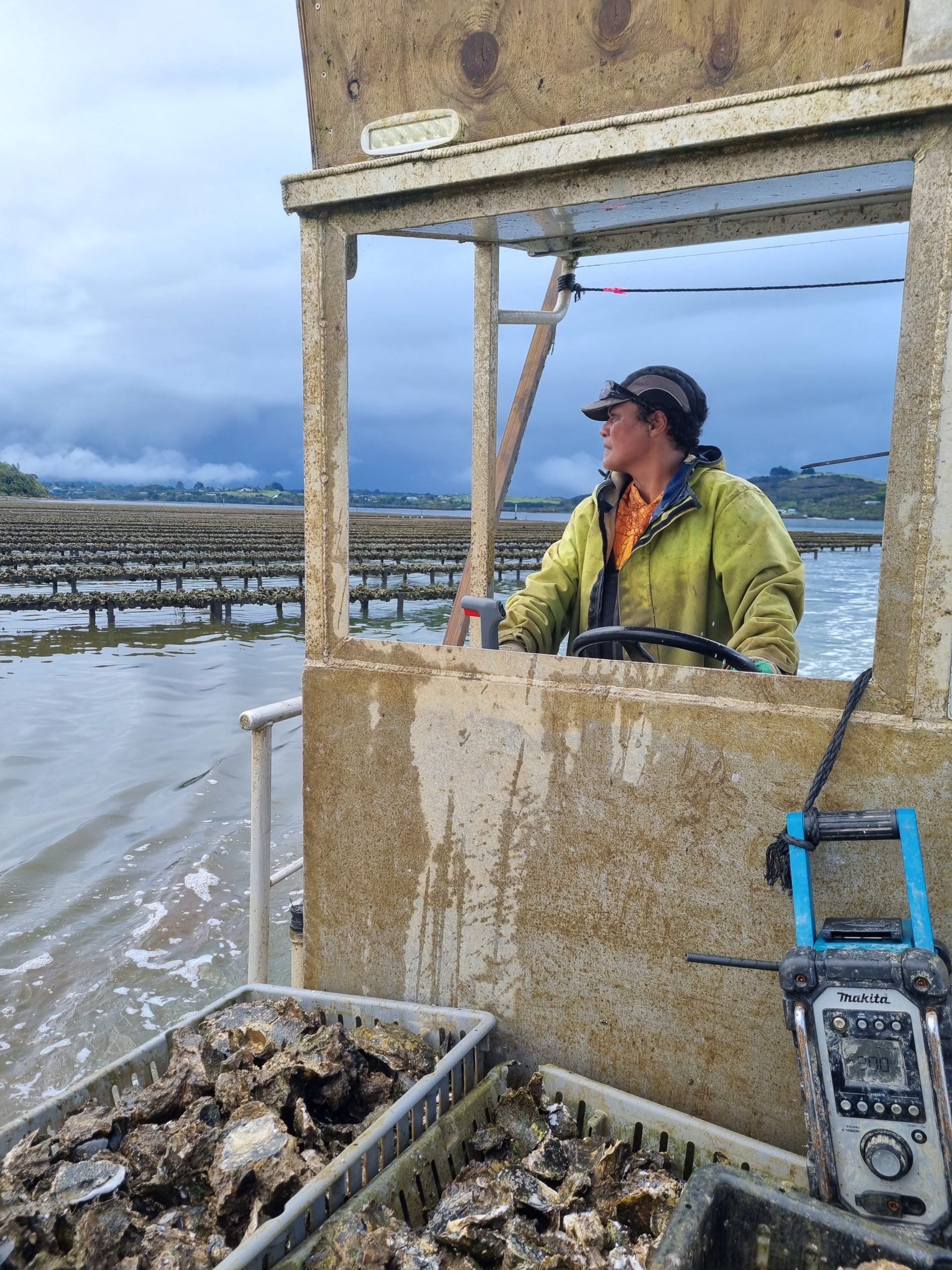 Terissa skippering an oyster barge Terissa skippering an oyster barge