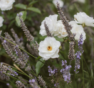Pihopa Retreat Garden