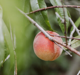 Pihopa Retreat Garden
