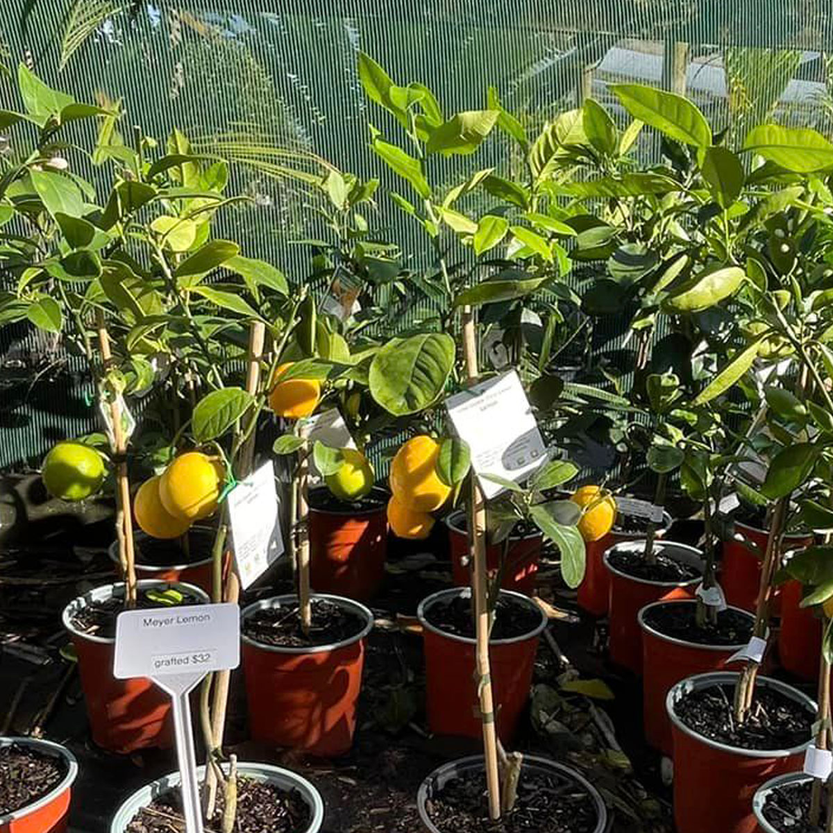 Bream-Bay-Greenworld-Edibles-Category-Image