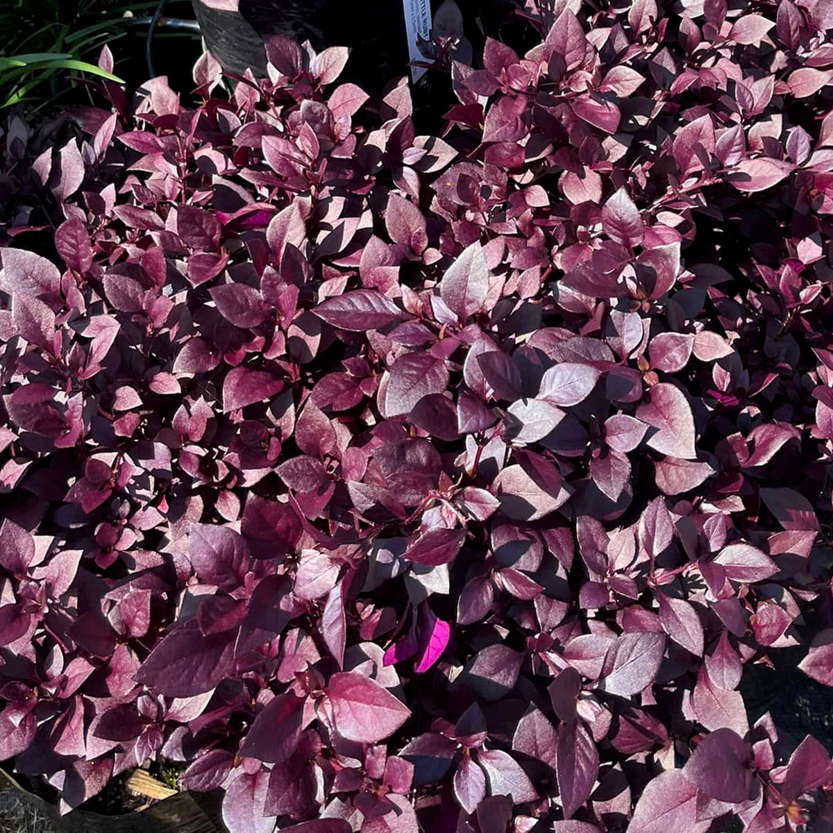 Bream-Bay-Greenworld-Ground-Cover-Category-Image