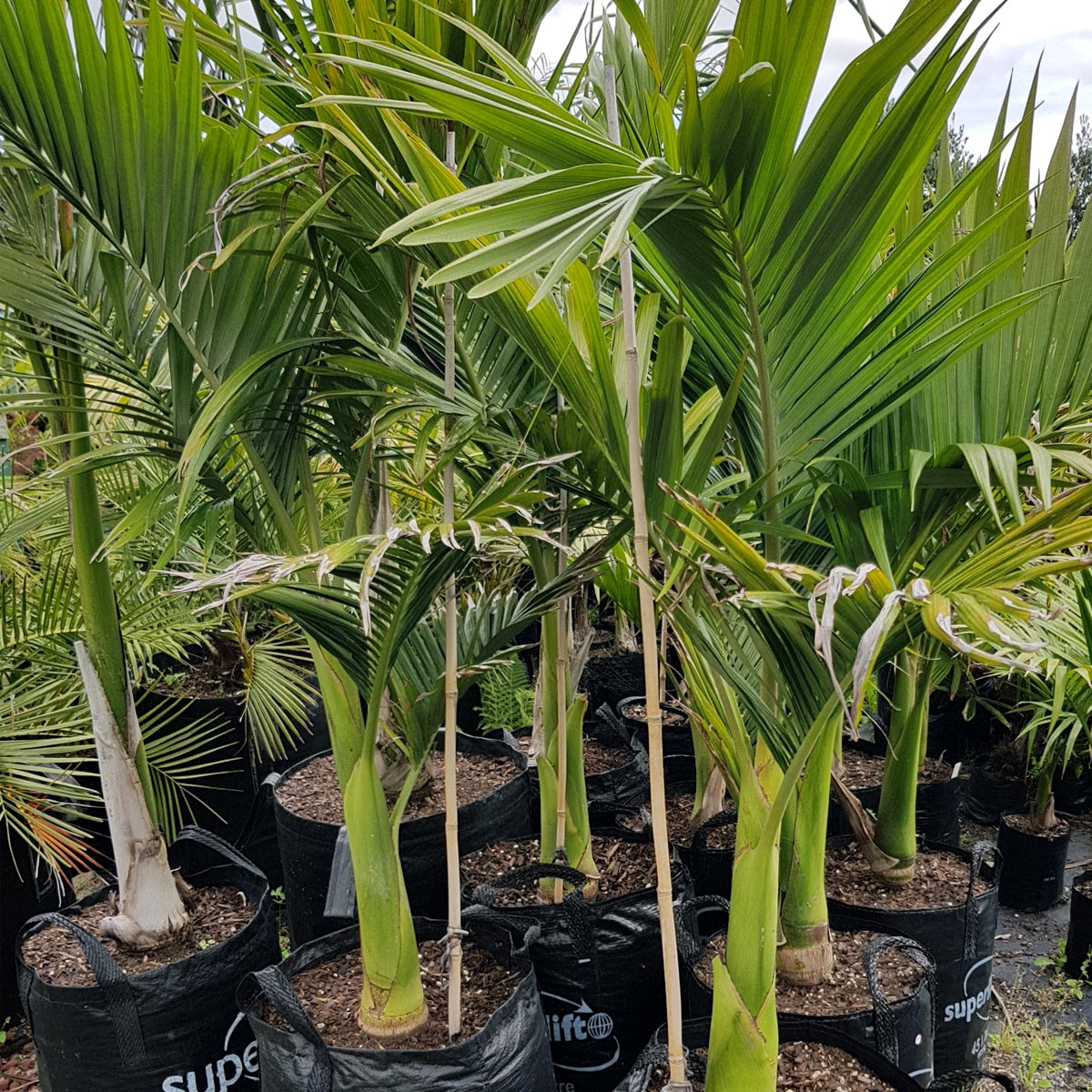 Bream-Bay-Greenworld-Palms-Category-Image