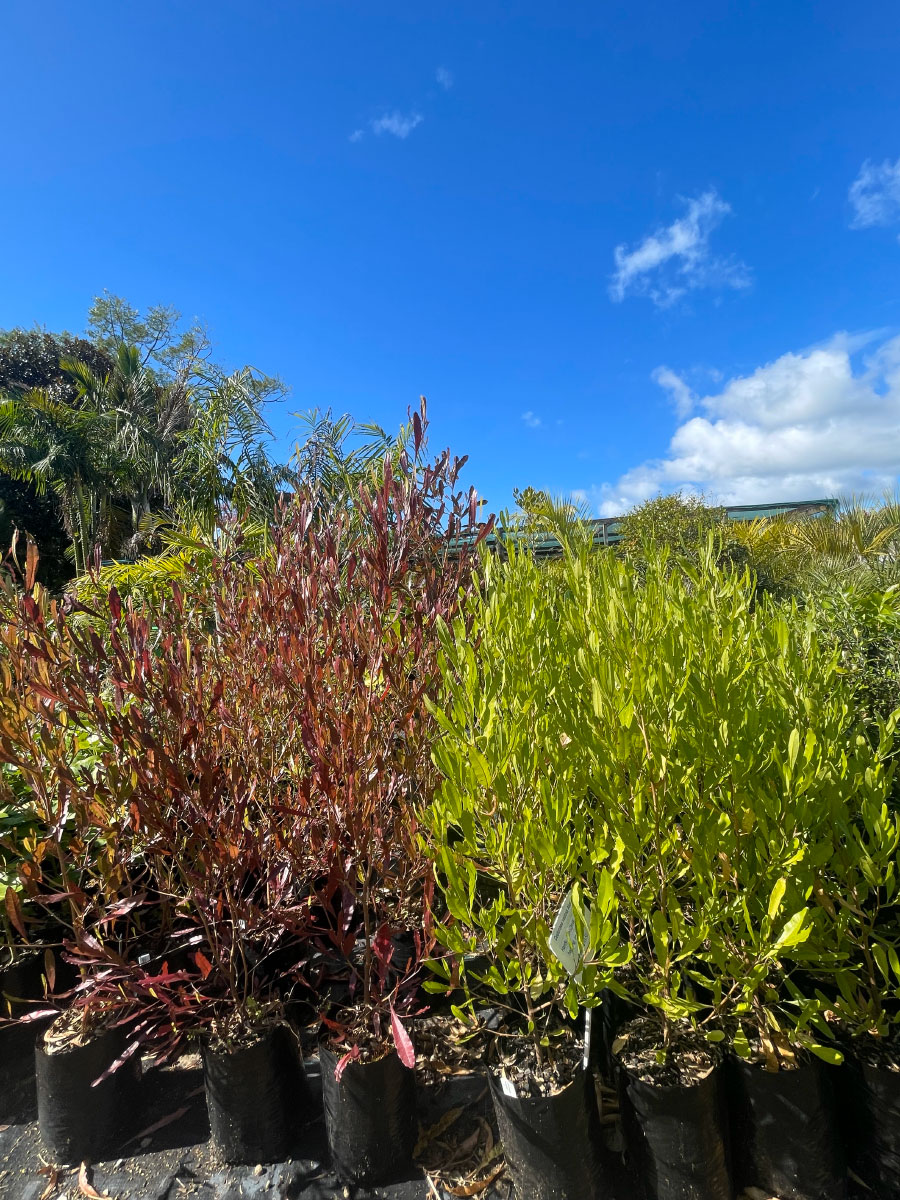 Ake Ake Bream Bay Greenworld Hedging