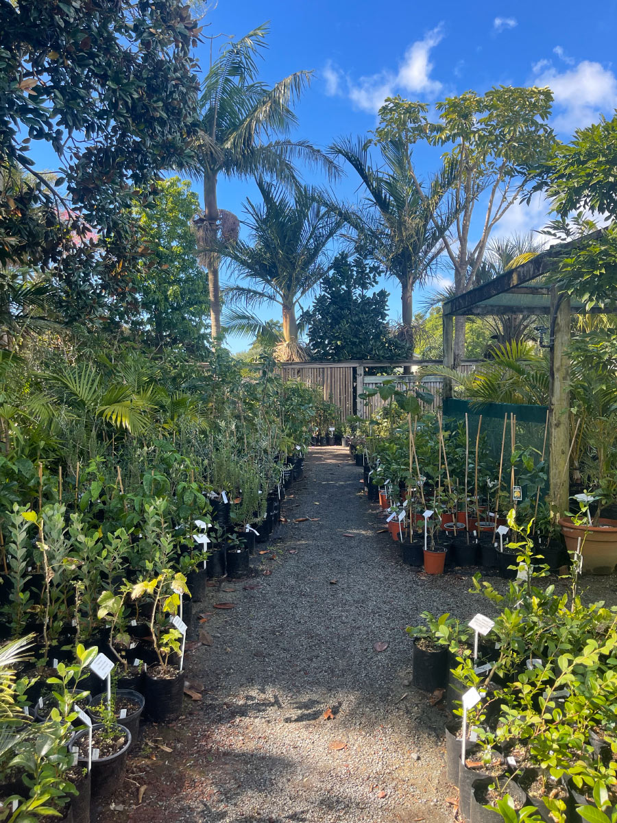 Bream Bay Greenworld Edibles