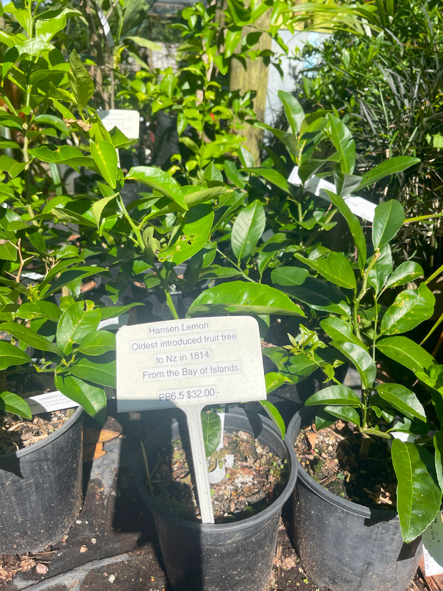 Hansen Lemon Bream Bay Greenworld Edibles