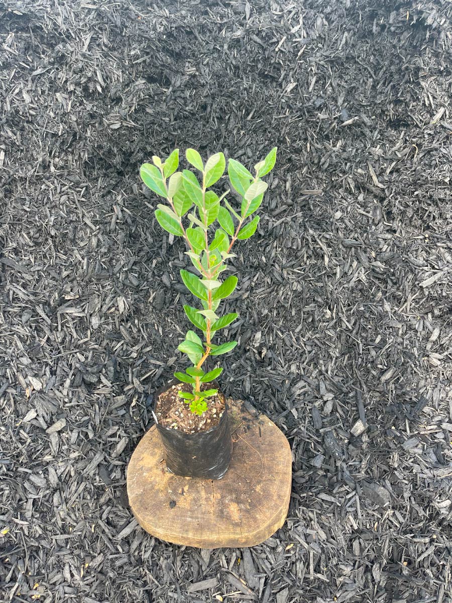 Fejoa Bream Bay Greenworld Edibles