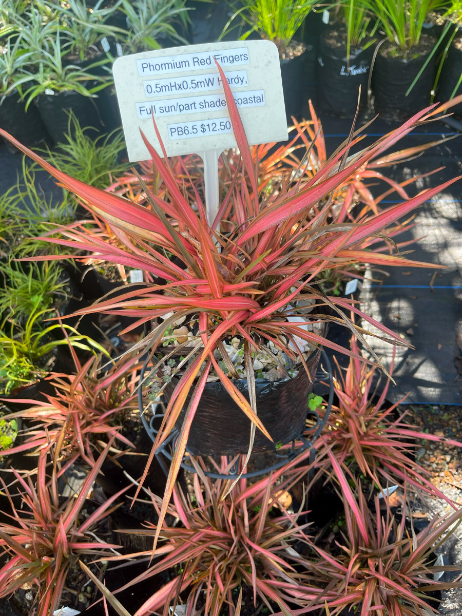 Phormium Red Finger Flax Bream Bay Greenworld Flaxes