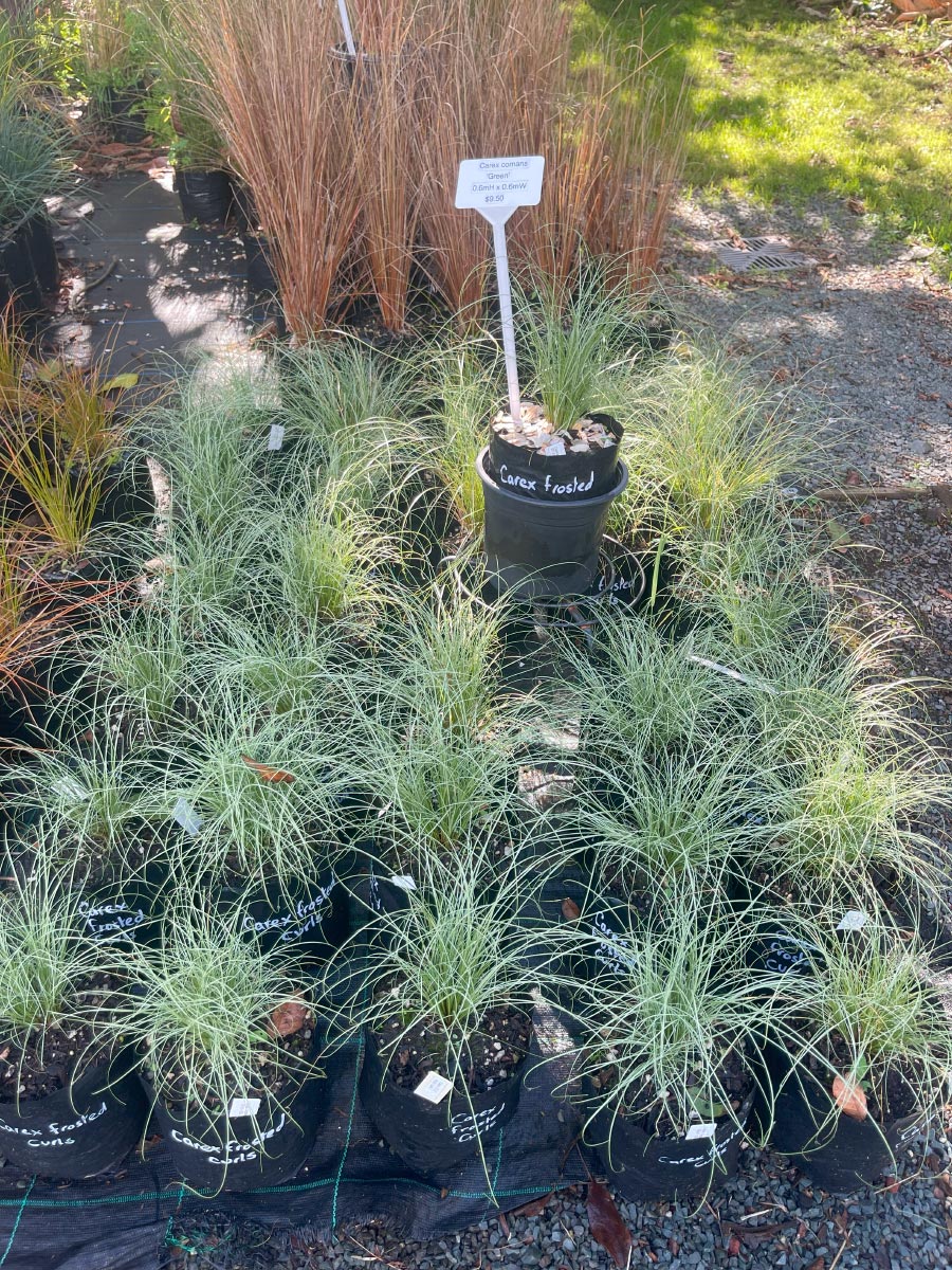 Carex Frosted Curls Bream Bay Greenworld Grasses