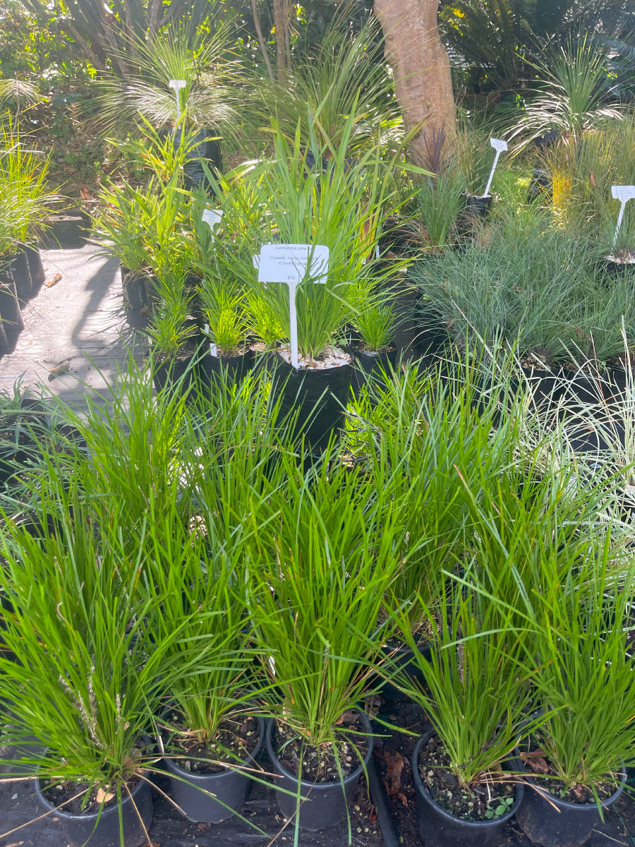 Lomandra Lime Tuff Bream Bay Greenworld Grasses