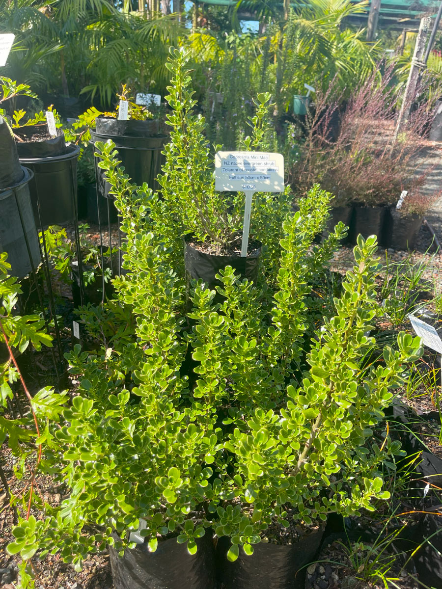 Coprosma Mini Mac Bream Bay Greenworld Ground Cover