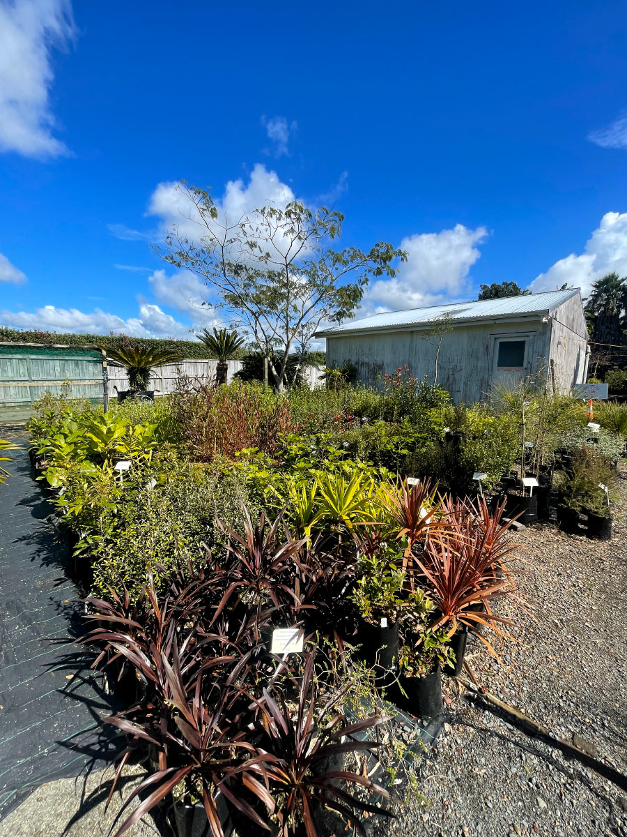 Bream Bay Greenworld Hedging