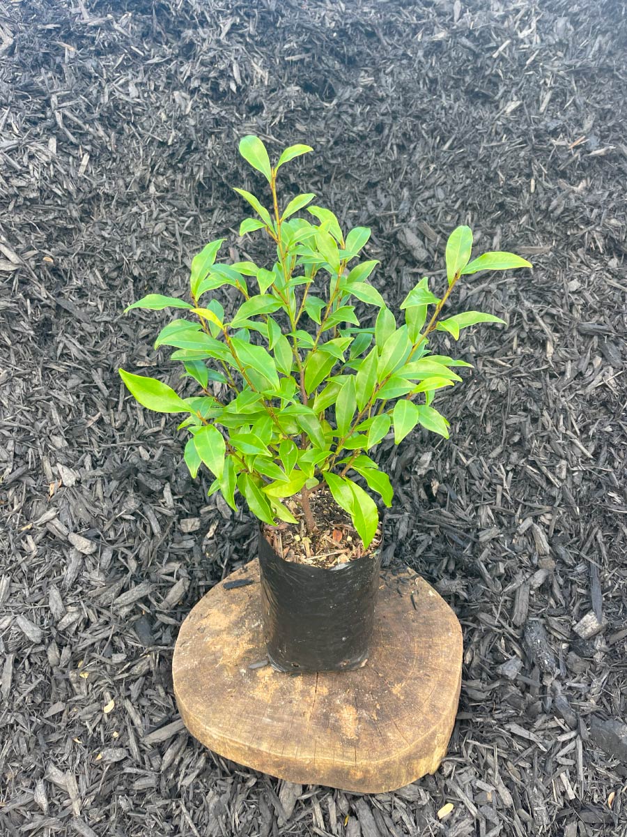 Port Wine Magnolia Bream Bay Greenworld Hedging
