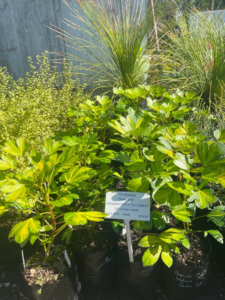 Pseudopanax Gecko Gold Bream Bay Greenworld Hedging
