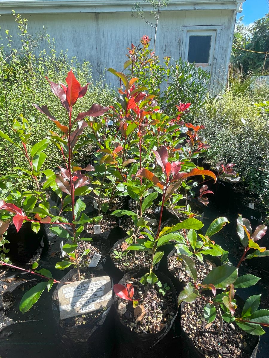 Photinia Red Robin Bream Bay Greenworld Hedging