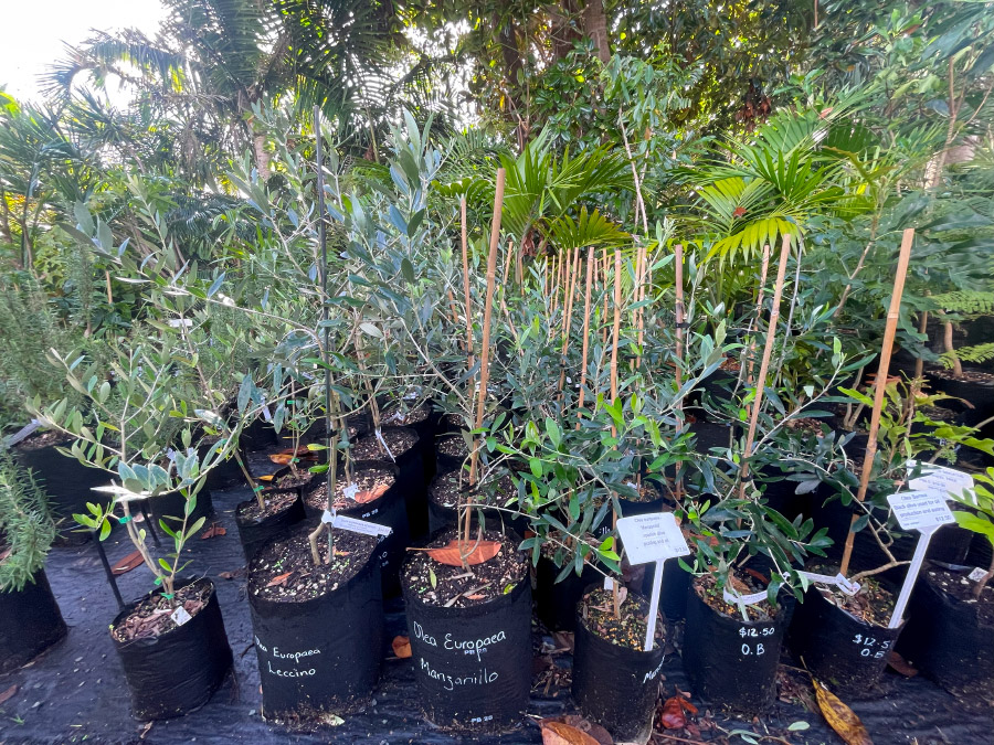 Olives Bream Bay Greenworld Edibles