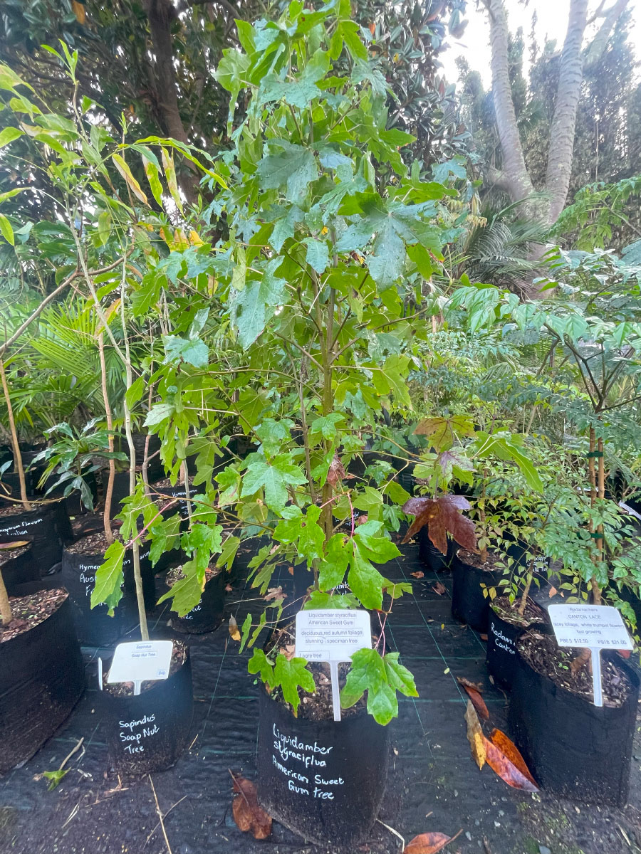 American Sweet Gum Bream Bay Greenworld Specimen Trees