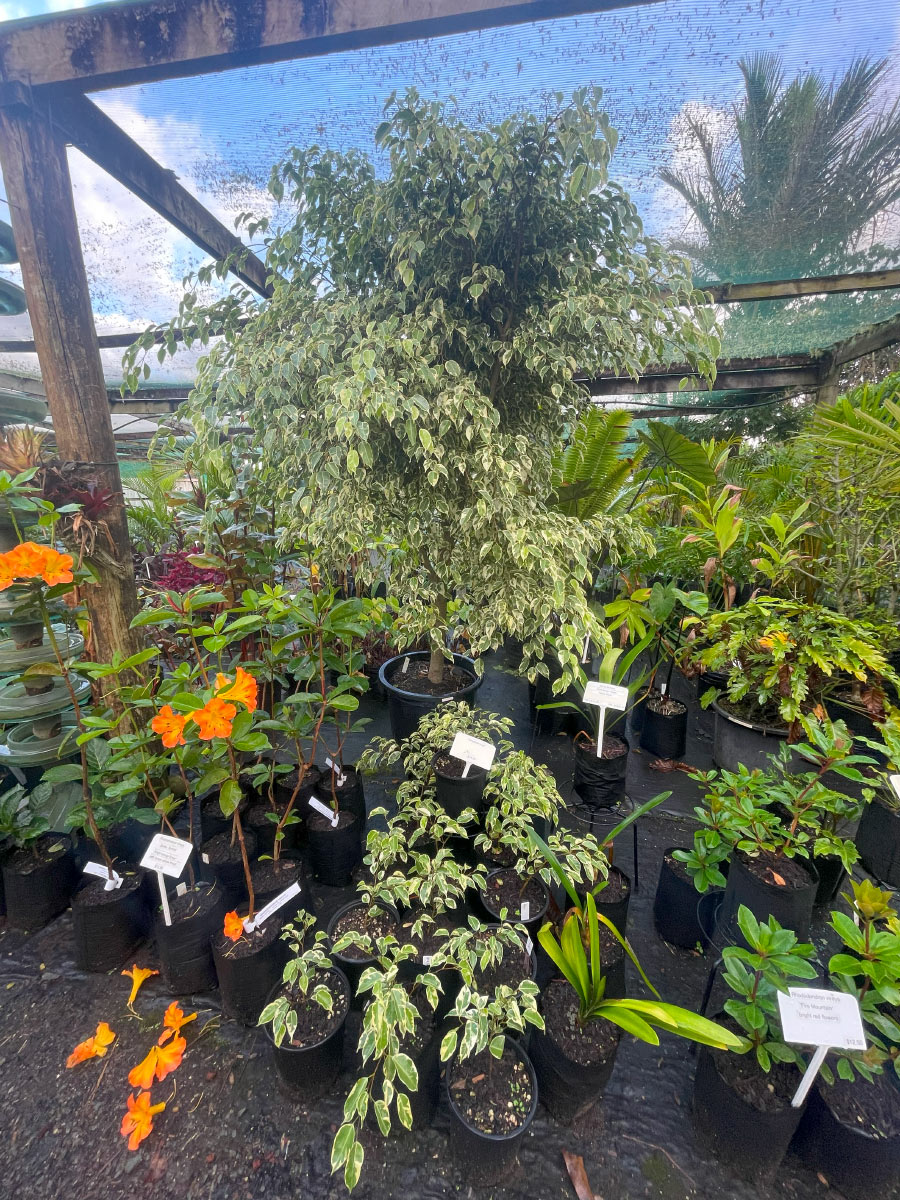 Ficus Varigated Bream Bay Greenworld Specimen Trees
