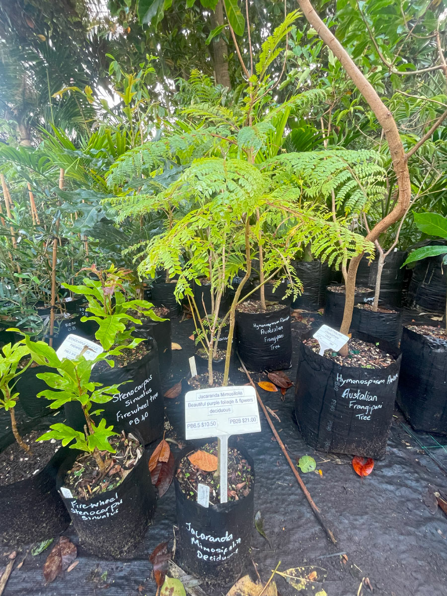 Jacaranda Bream Bay Greenworld Specimen Trees