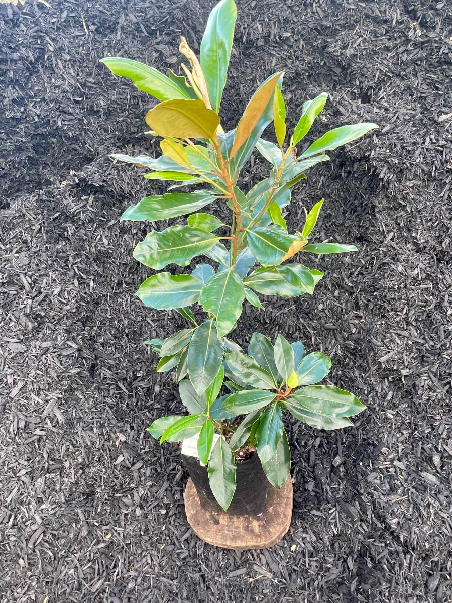 Magnolia Little Gem Bream Bay Greenworld Specimen Trees