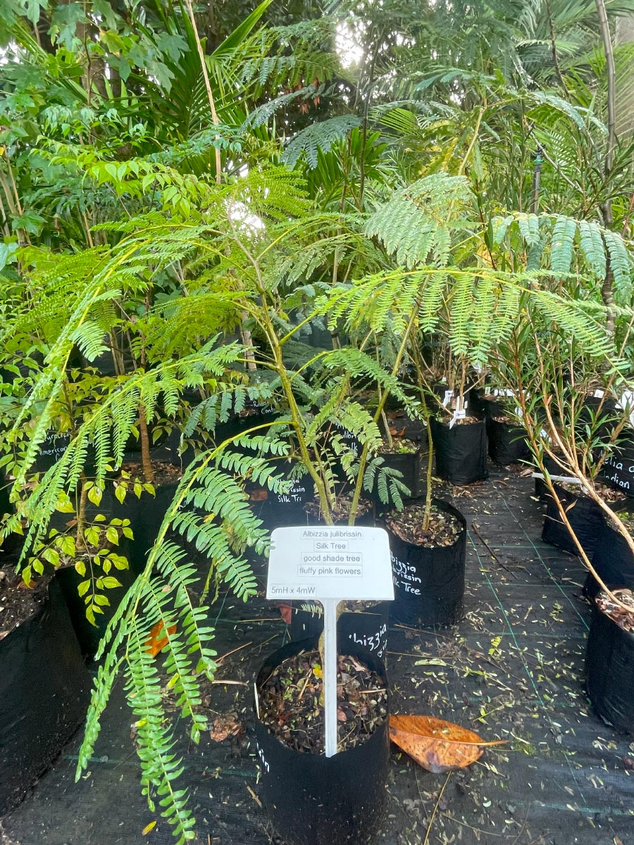 Silk Tree Bream Bay Greenworld Specimen Trees