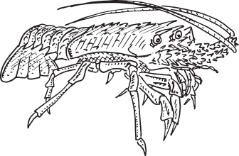 Crayfish-Character-220h