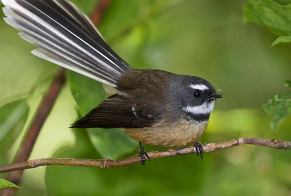 Fantail (Pīwakawaka)