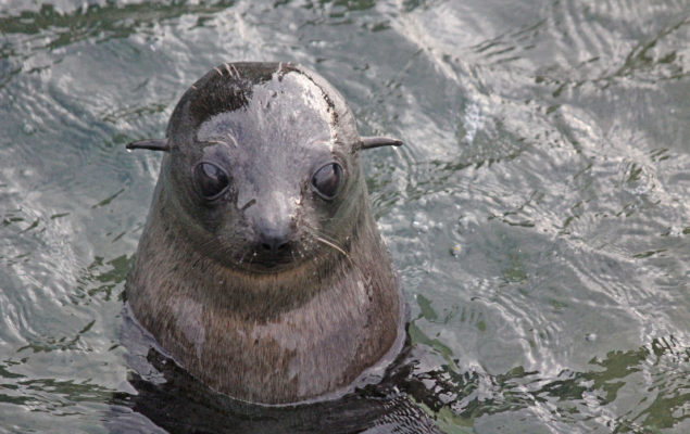 New Zealand Fur Seal (Kekeno)