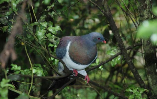 Native Wood Pigeon (Kererū)
