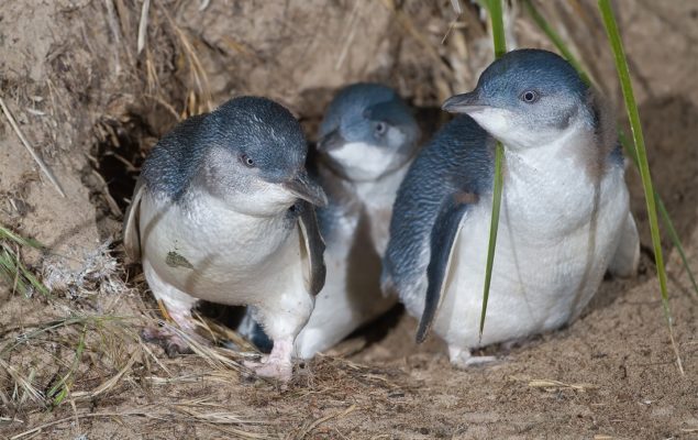 Little Blue Penguin (Kororā)