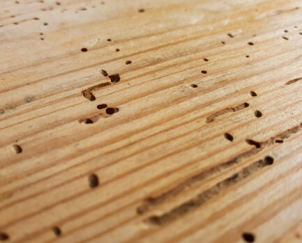 a board with insect holes nz pest control