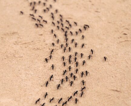 ants marching in a line nz pest