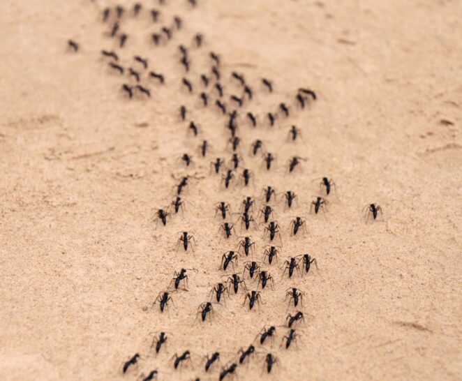 Ants Marching In A Line Nz Pest