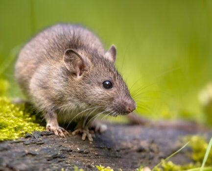 Brown rat in grass on river bank