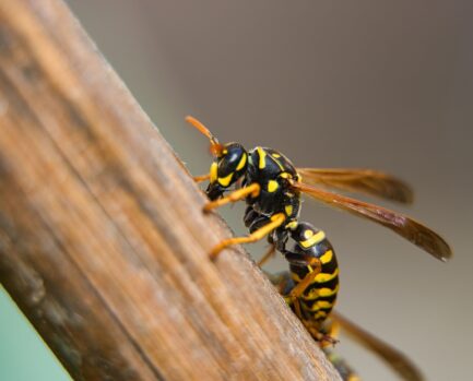 Close up of a hornet perched on the end of a wooden branch