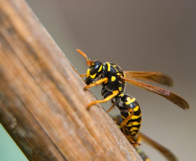 Close up of a hornet perched on the end of a wooden branch