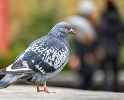 gray pigeon bird on a city street.