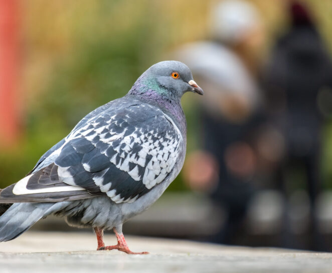 Gray Pigeon Bird On A City Street.