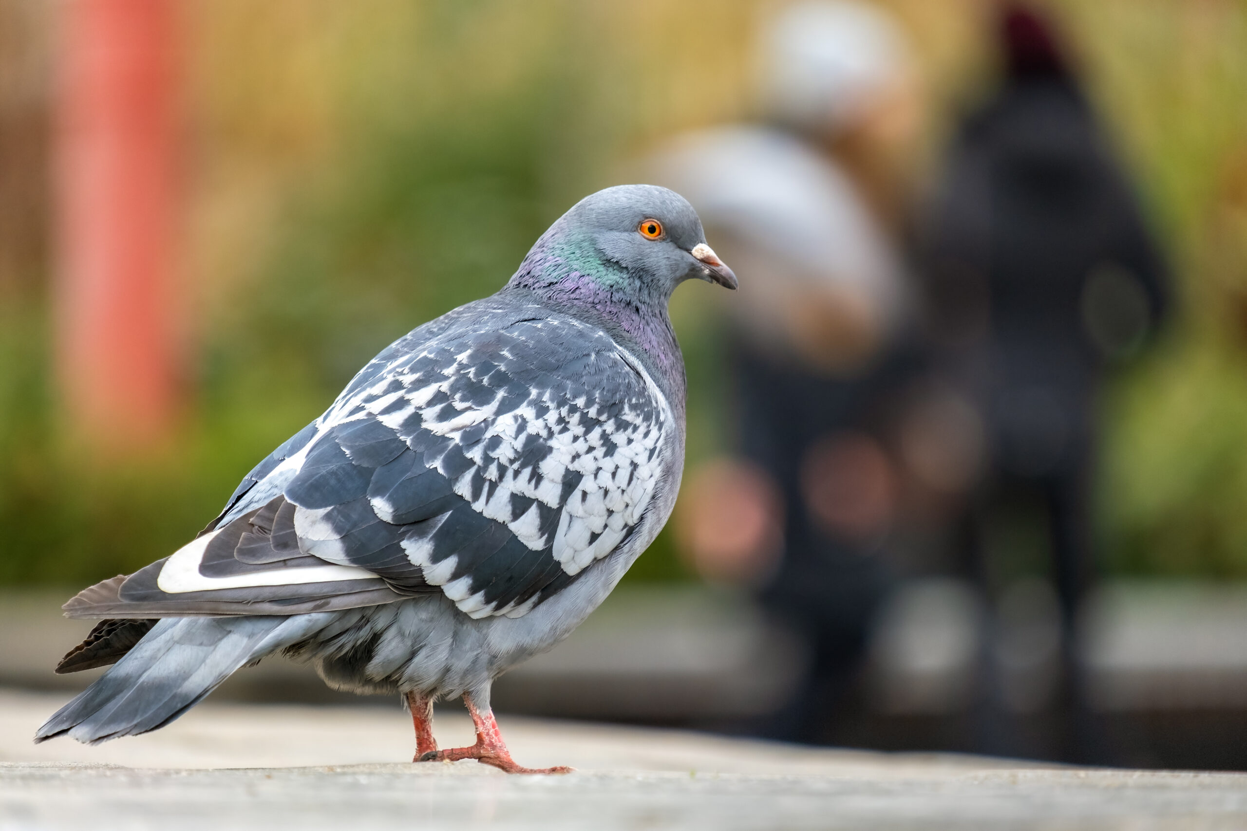 gray pigeon bird on a city street.