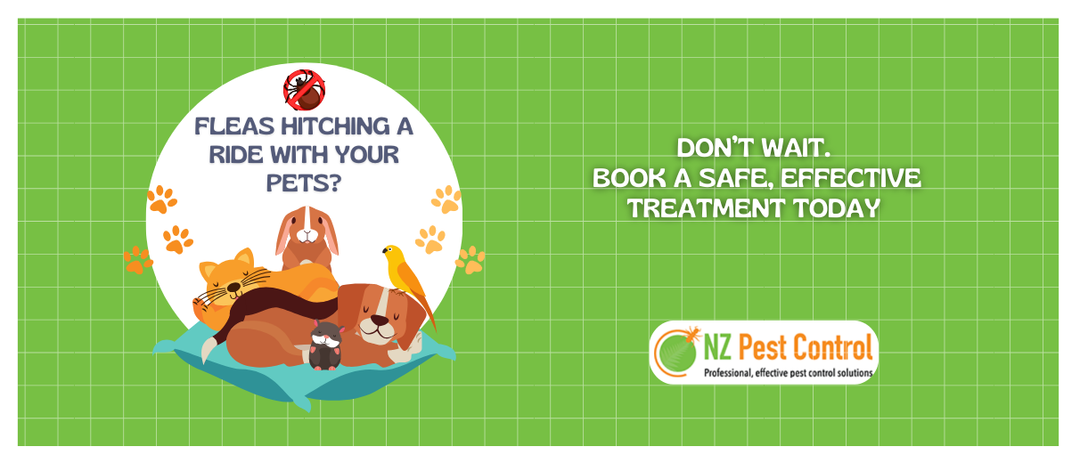 Fleas, Pets, and Summer: How to Keep Your Home Flea-Free