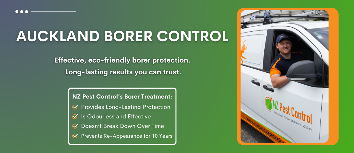 Auckland Borer Control by NZ Pest Control