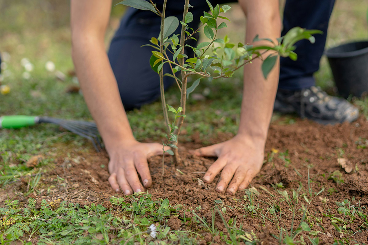 Contributing to planting trees around the world