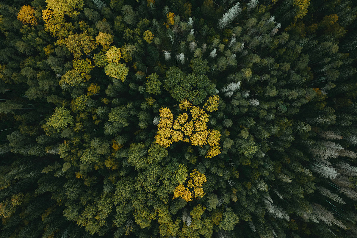 Planting trees has a significant positive impact on the environment