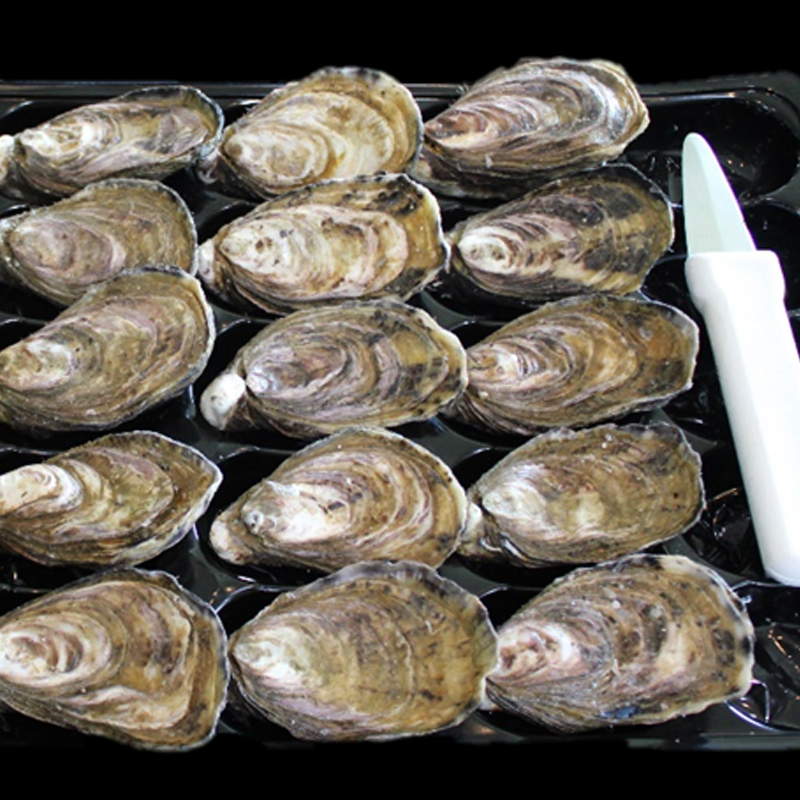 Whole Shell Marlborough Oysters (Live)