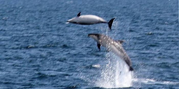 Great Barrier Island Dolphins