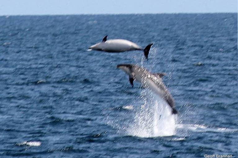 Great Barrier Island dolphins